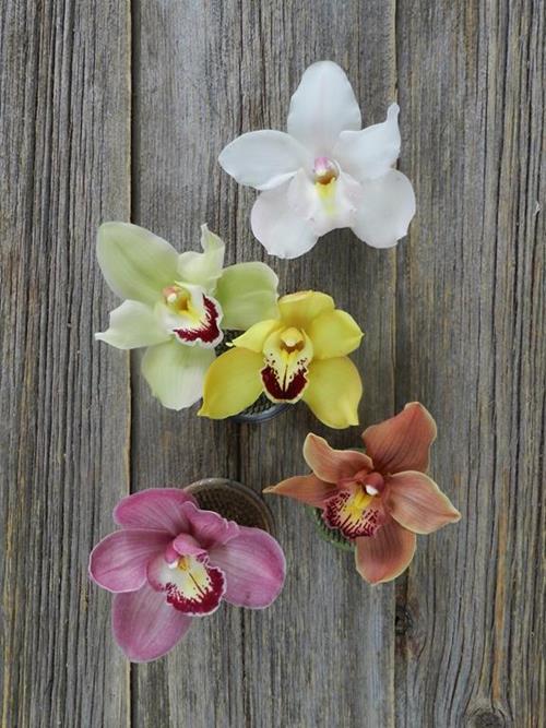  ASSORTED CYMBIDIUM